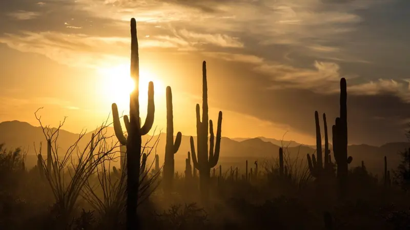 Saguaros against a desert sunset